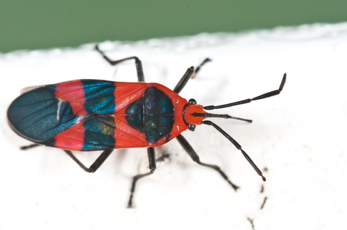 Oncopeltus aulicus (Fabricius, 1775)