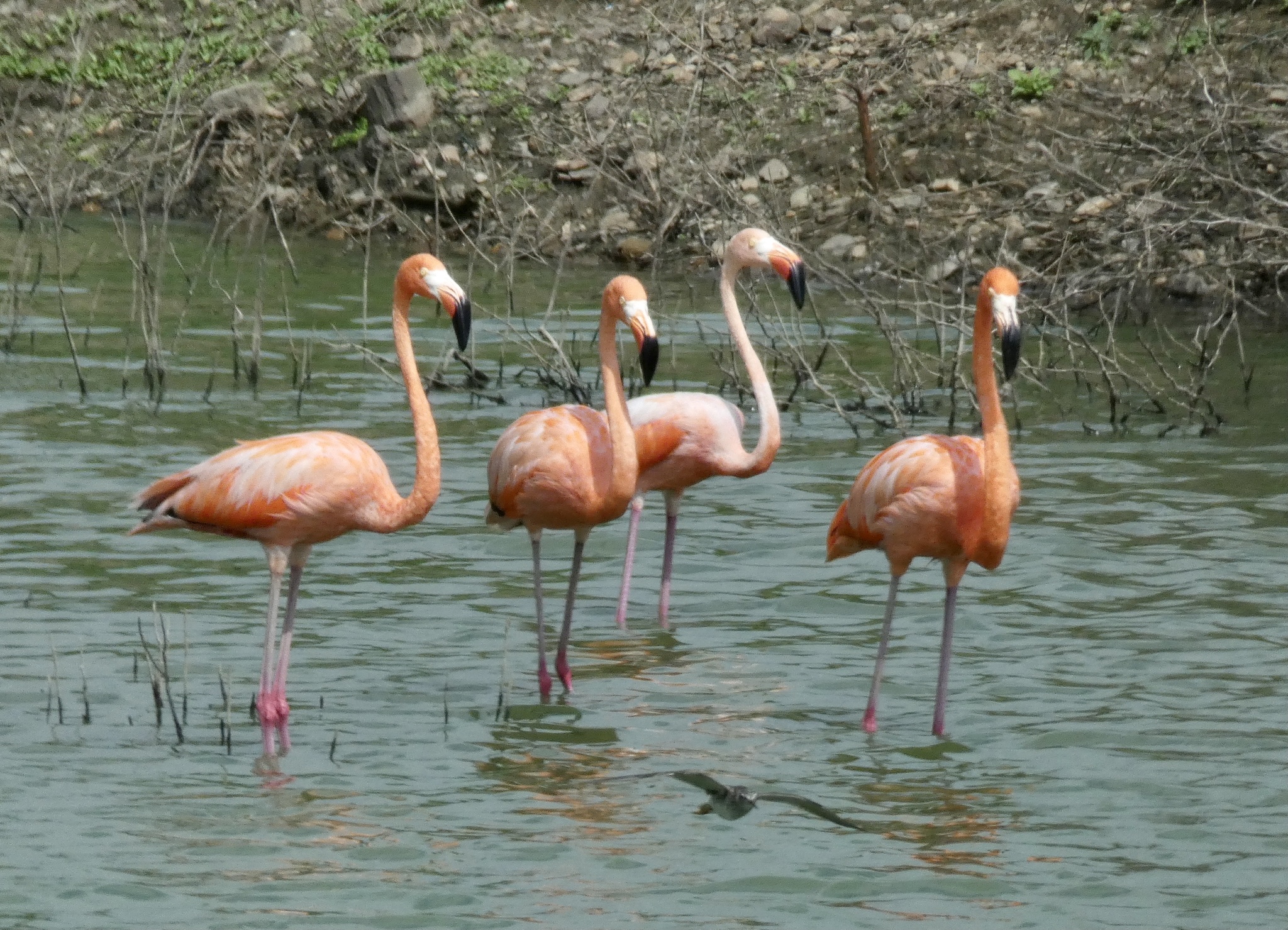 American Flamingo