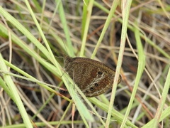 Ypthima ypthimoides