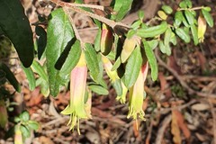 Correa reflexa reflexa