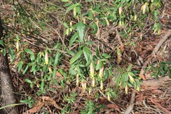 Correa reflexa reflexa