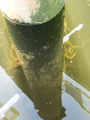 Cymatogaster aggregata