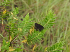 Ypthima ypthimoides