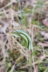 Pterostylis striata