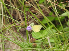 Eurema brigitta rubella