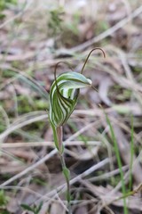 Pterostylis striata