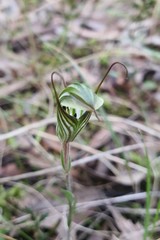 Pterostylis striata