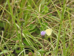 Eurema brigitta rubella