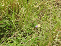 Eurema brigitta rubella