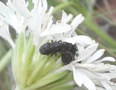 Odontocorynus salebrosus