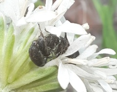Odontocorynus salebrosus