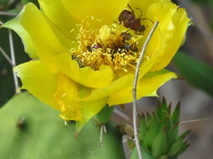 Trichiotinus rufobrunneus