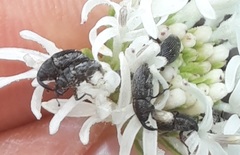 Odontocorynus salebrosus