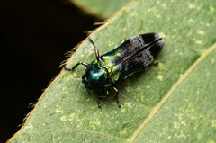 Coraebus hastanus ephippiatus