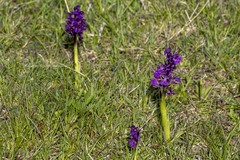 Anacamptis morio morio