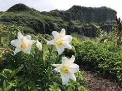 Lilium longiflorum scabrum
