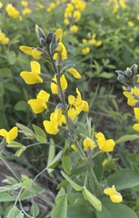 Thermopsis gracilis