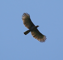 Nisaetus lanceolatus