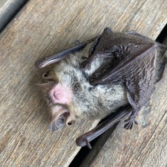 Nyctophilus geoffroyi