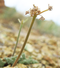 Lomatium foeniculaceum macdougalii