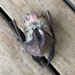 Nyctophilus geoffroyi