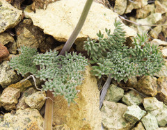 Lomatium foeniculaceum macdougalii