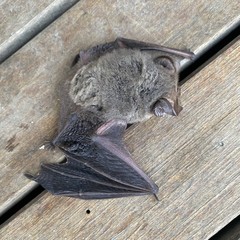 Nyctophilus geoffroyi
