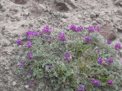 Oxytropis kamtschatica
