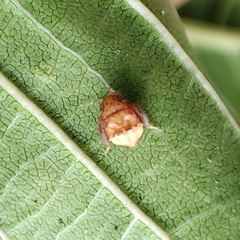 Penthimia