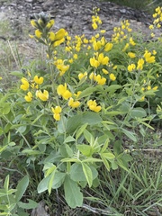Thermopsis gracilis