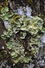 Ricasolia amplissima