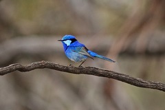 Malurus splendens melanotus