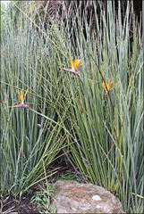 Strelitzia juncea