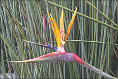Strelitzia juncea