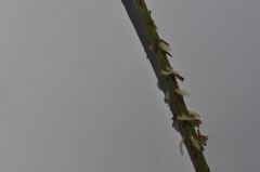 Hemarthria uncinata