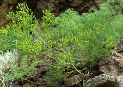 Lomatium filicinum