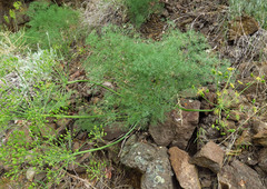 Lomatium filicinum