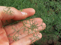 Lomatium filicinum