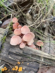 Mycena mariae