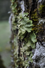 Ricasolia amplissima