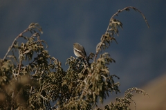 Phoenicurus schisticeps