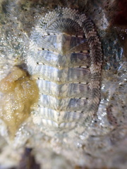 Chiton squamosus
