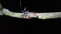 Erbessus rufiventris