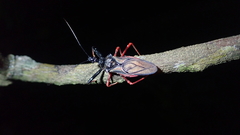 Erbessus rufiventris