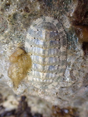 Chiton squamosus