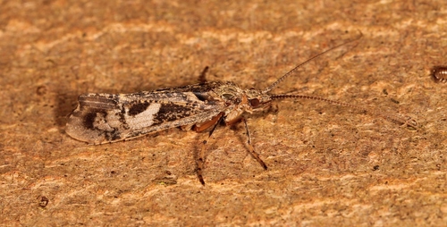 Mottled Sedge