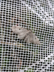 Eupithecia indigata