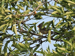 Cardinalis sinuatus