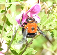 Xylocopa flavorufa