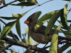 Cardinalis sinuatus